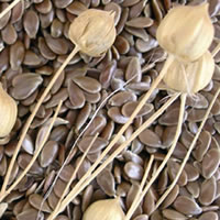 Tessuti in lino